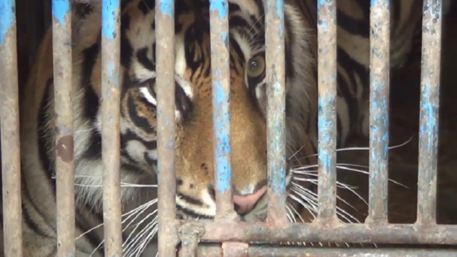 Harimau di kandang (Foto ilustrasi)