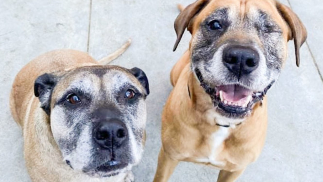 Ketika berbicara tentang makanan anjing, apa yang cocok untuk satu anjing belum tentu cocok untuk anjing lainnya, kata seorang dokter hewan terkemuka. ()