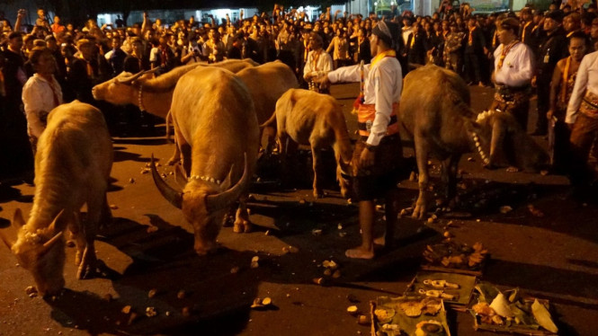 Kerbau bule atau albino dalam acara kirab pusaka.