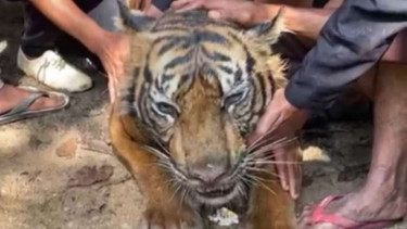 Harimau Sumatera berusia 7 tahun mati.