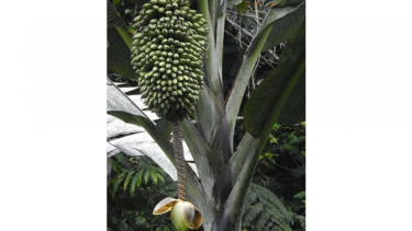 Musa Ingens