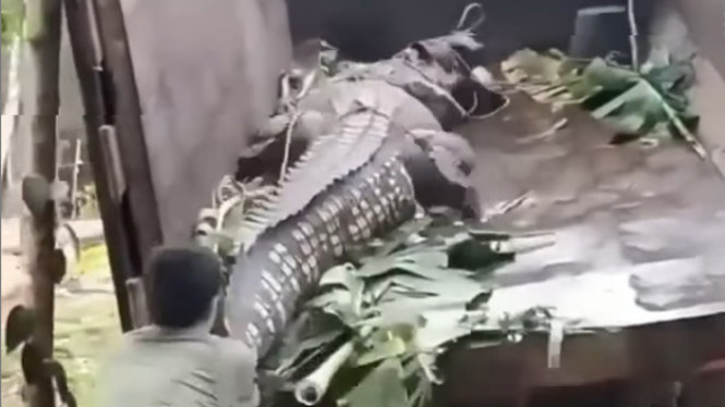 Viral Penampakan Buaya Raksasa saat Turun dari Truk (Instagram/palopo_info)