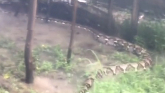 Viral Penampakan Ular Raksasa di Kebun (lampung_cahaya12)