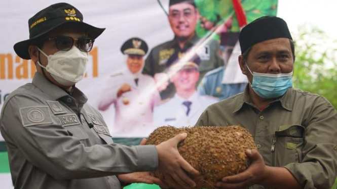 Wamentan Harvick Hasnul Qalbi Panen Porang di Tenggalek.