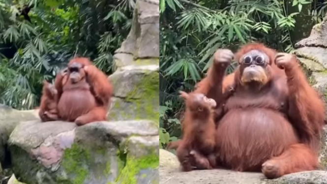 Viral Video Orang Utan Pakai Kacamata Bikin Gemes (Instagram/dagelan)