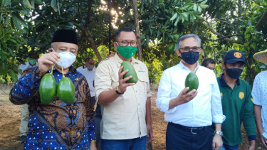 Budidaya Alpukat Pameling di Desa Wonorejo, Lawang, Kabupaten Malang.