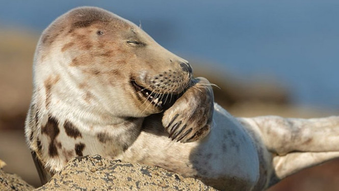 Mr Giggles, anjing laut abu-abu karya Martina Novotna, diambil di Ravenscar, Inggris. Martina Novotna/BBC Indonesia