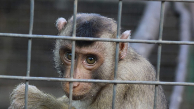 Korban kekerasan pemilik akun Youtube "Abang Satwa", Boim, mengalami trauma dan masih dalam proses pemulihan. (Supplied: Jakarta Animal Aid Network)