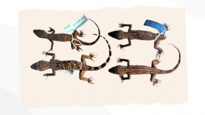 Cyrtodactylus hamidyi (Cecak Jarilengkung hamidy).
