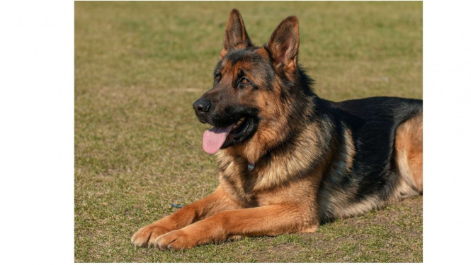 Anjing Herder