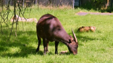 Anoa.