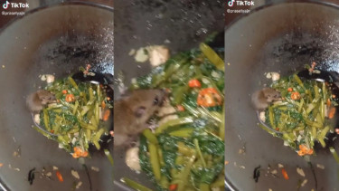 Jijik, Masakan Tumis Kangkung Ini Ada Tikus (TikTok/prasetyajn)