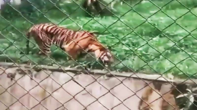 Viral harimau di kebun binatang Medan dalam keadaan kurus dan makan rumput