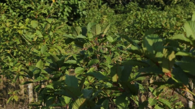 Kratom 