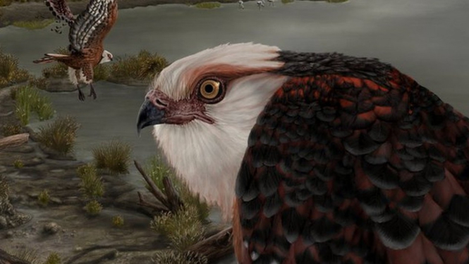 Ilustrasi elang beradaptasi. J Blokland/Flinders University via BBC Indonesia