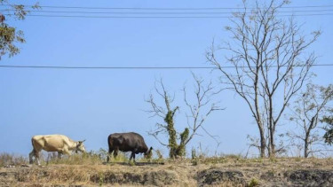 Arsip Foto: Ternak sapi mencari makan di lahan yang mengering di Kecamatan Kayangan, Tanjung, Lombok Utara, Nusa Tenggara Barat.