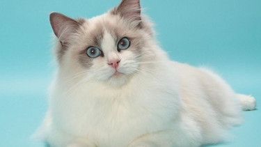 kucing radgoll, berasal dari California, Amerika Serikat