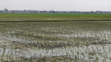 Sawah di Rorotan, Cilincing, Jakarta Utara.