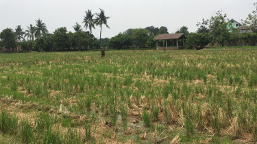 Lahan persawahan di Ujung Menteng, Cakung, Jakarta Timur