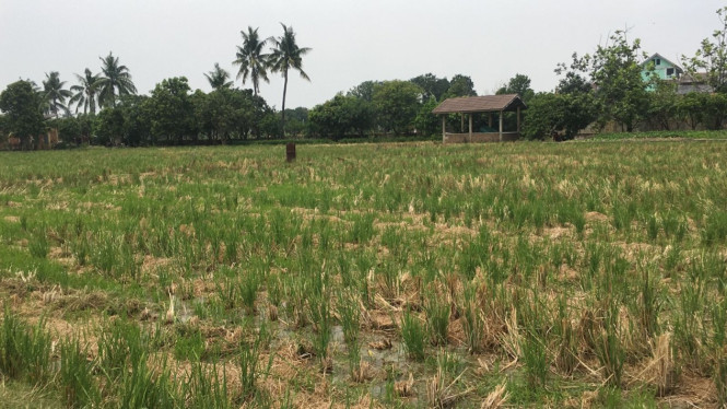 Lahan persawahan di Ujung Menteng, Cakung, Jakarta Timur