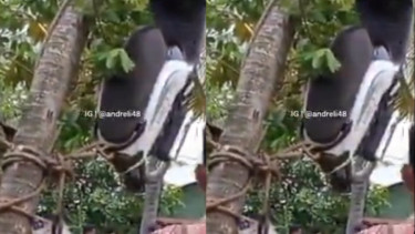 Viral Motor Honda Scoopy Digantung di Pohon (Instagram/andreli48)