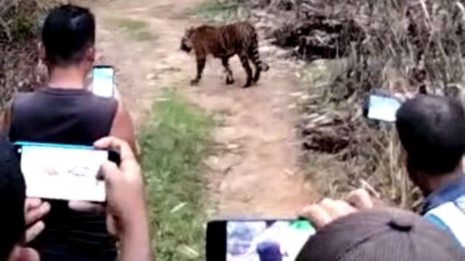 Warga merekam harimau dari jarak dekat di Aceh Selatan.
