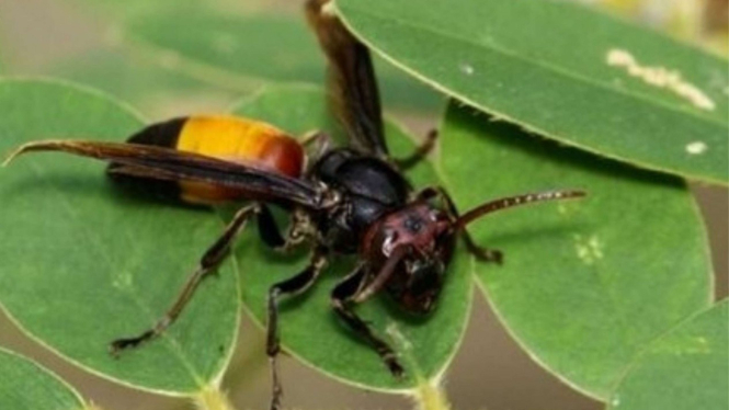Tawon Vespa Affinis