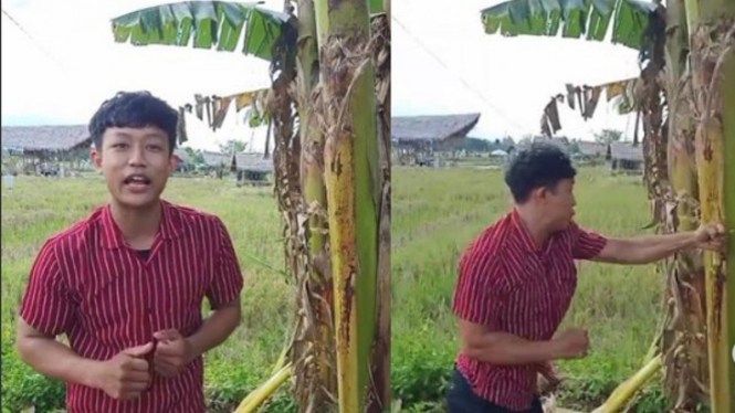 Viral Salam dari Binjai, Pohon Pisang Roboh (Instagram/viralsekali)