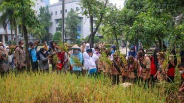Puluhan siswa PAUD dan SD ikut panen di Walkot Farm (foto/antara)