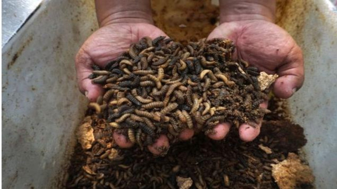 Ilustrasi Maggot (Courtesy: mongabay.co.id)