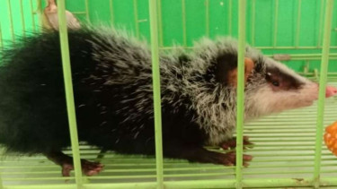 Seekor tikus bulan (Echinosorex gymnura) yang ditemukan warga Kabupaten Agam, Su