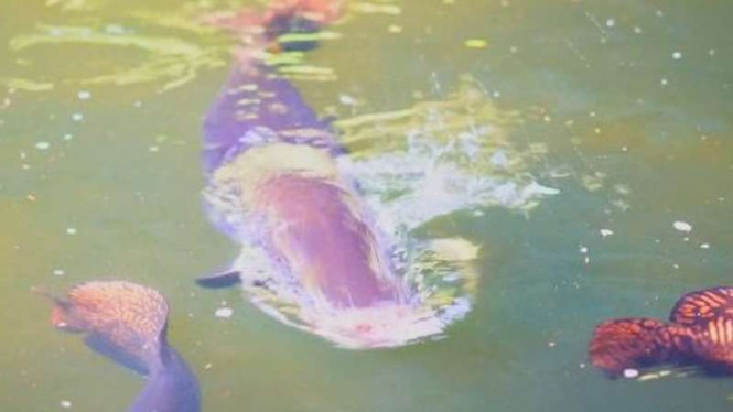 Ikan Arapaima sebelum berukuran maksimal
