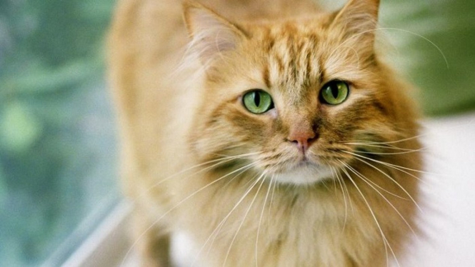 Kucing.