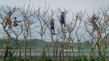 Warga panjat pohon demi nonton balapan di Sirkuit Mandalika.