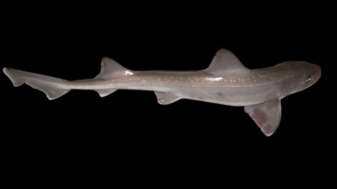 Ikan Hiu.