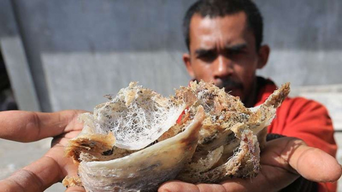 Petani memperlihatkan sarang burung walet yang baru dipanen 