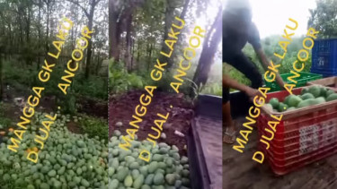  Viral Video Mangga 1 Mobil Dibuang Sia-sia, Netizen Marah!