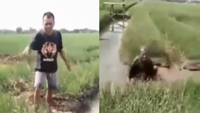Viral Petani Bawang Merah Nyebur ke Lumpur