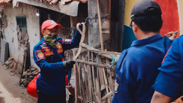 Petugas amankan sarang berisi induk ular dan belasan telur.