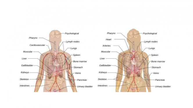 Ilustrasi organ tubuh manusia.