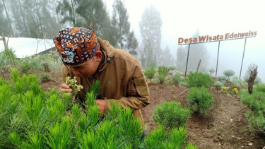 Desa Wisata Edelweiss