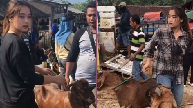 Viral di TikTok Jadi Penjual Kambing