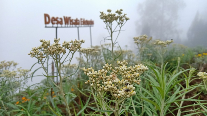 Budidayakan bunga edelweiss di lereng Gunung Bromo, Wonokitri, Tosari, Pasuruan 
