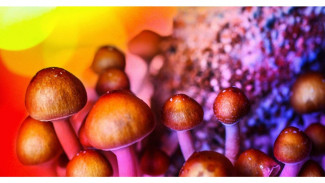 Studi: Konsumsi Magic Mushroom Otak Jadi Lancar
