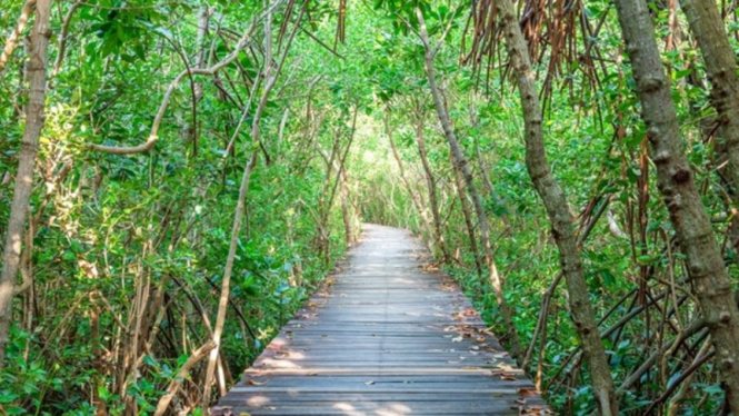 Mangrove/hutan mangrove/bakau/hutan bakau.