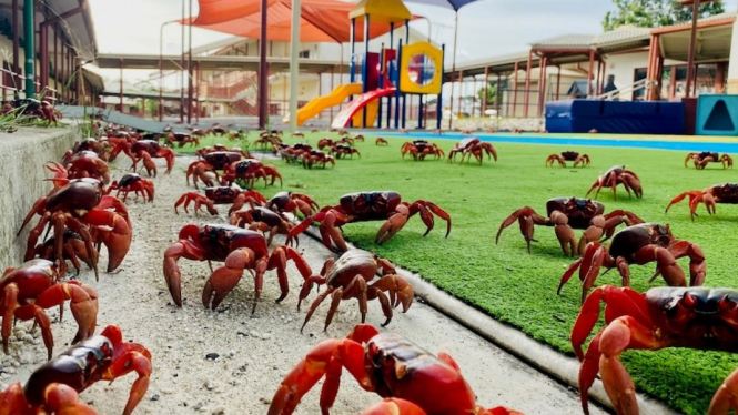 Selama musim migrasi, kepiting merah di Christmas Island juga melintasi halaman sekolah di sana. (Supplied: Christmas Island District High School)