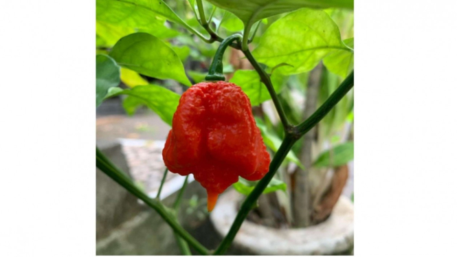 Carolina Reaper