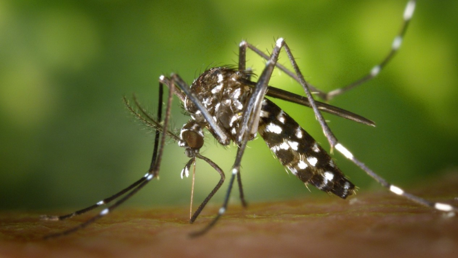 Nyamuk aedes aegypti.