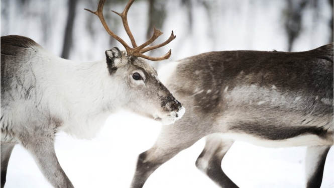 Rusa kutub di Finlandia. BBC Indonesia
