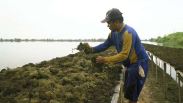 Petani rumput laut.